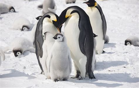 Save our polar habitats! - National Geographic Kids