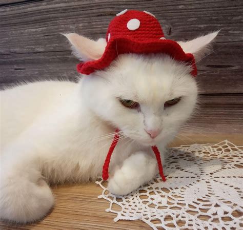 Mushroom Cat Hat Surprise cat Cat outfits Cat costumes Pet | Etsy