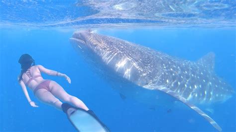 BIGGEST FISH IN THE WORLD - Whale Sharks of Mexico - YouTube