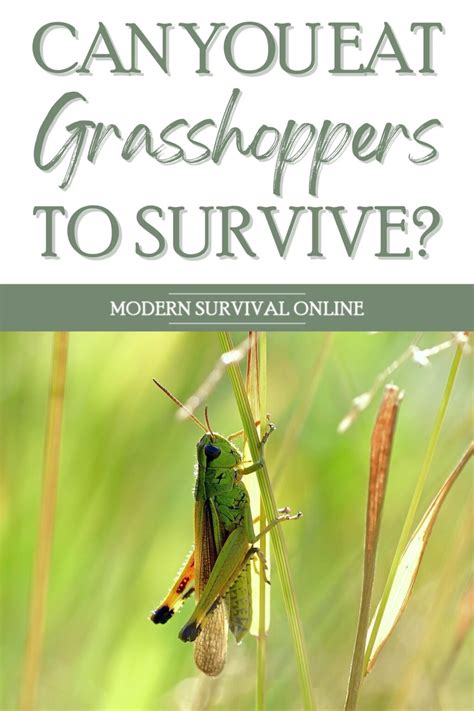 So, Can you Eat Grasshoppers to Survive? - Modern Survival Online