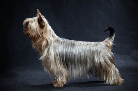 These 5 Silky Terrier Breeders Will Make You Want To Have One