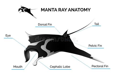 Manta Ray Anatomy stock vector. Illustration of anatomy - 54619033