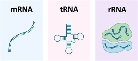 Types of RNA