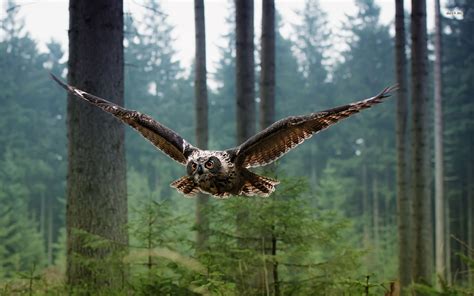 🔥 Download Flying Owl Wallpaper Animal by @miguelhamilton | Owl Flying Wallpaper, Owl Wallpaper ...