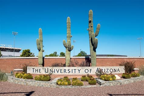 Download University Of Arizona Arranged Cacti Wallpaper | Wallpapers.com