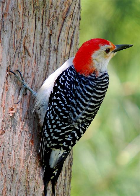 File:Red-bellied Woodpecker on tree.JPG - Wikimedia Commons