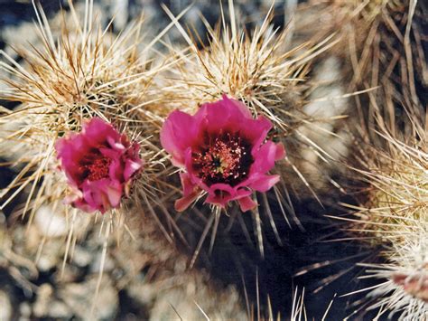 Echinocereus flowers: Sonoran Desert National Monument, Arizona