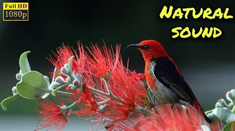 Birds Chirping natural sound for sleeping - YouTube