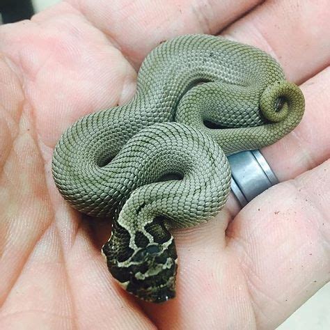 Pin by 𝕷𝖚𝖓𝖆 🦇 on march | Hognose snake, Pretty snakes, Pet snake