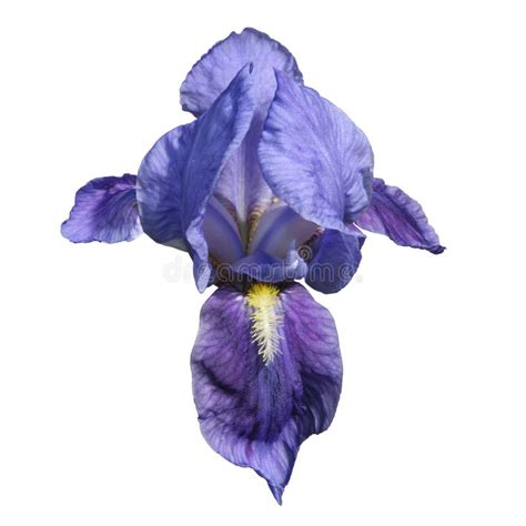 Blue Iris Flower stock photo. Image of petal, green, blooming - 17058256