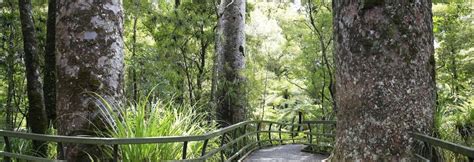 Kawiti Glow Worm Cave Tour & Opua Kauri Forest Walk