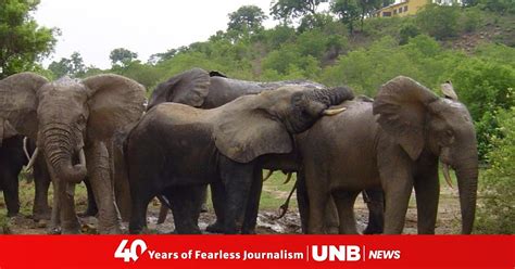 Ghana says endangered wildlife species thriving