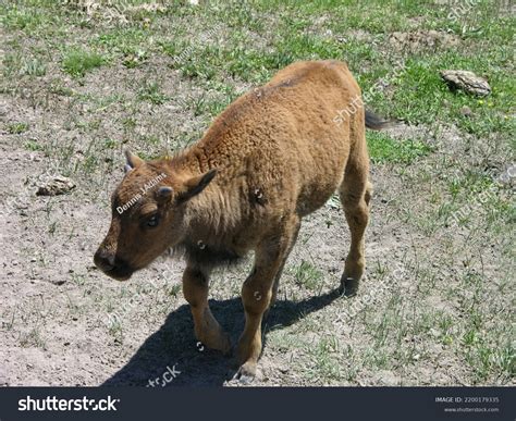 100 Buffalo Bison Hybrid Images, Stock Photos & Vectors | Shutterstock