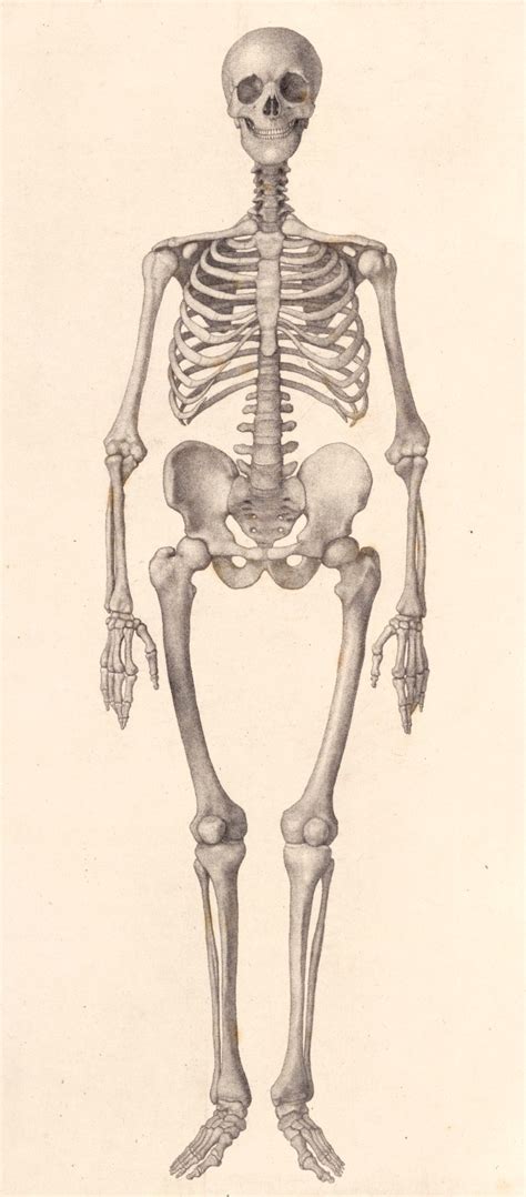 Human Skeleton: frontal view | Works of Art | RA Collection | Royal ...