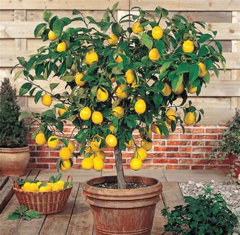 10 Dwarf Lemon Trees, With How To Grow & Care - Mississippi Greens