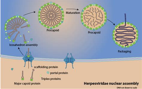 Nuclear capsid assembly ~ ViralZone