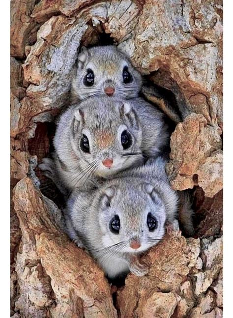 Three Japanese dwarf flying squirrels peeking out of their tree hole ...