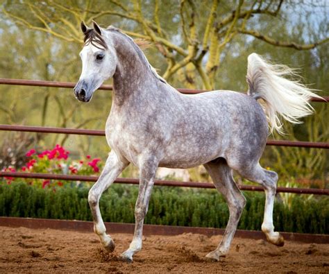 Beautiful Arabian Horses, Most Beautiful Horses, Majestic Horse, Animals Beautiful, Cute Horses ...