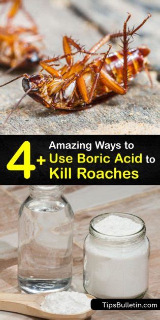 Boric Acid for Roaches - Killing Cockroaches with Boric Acid