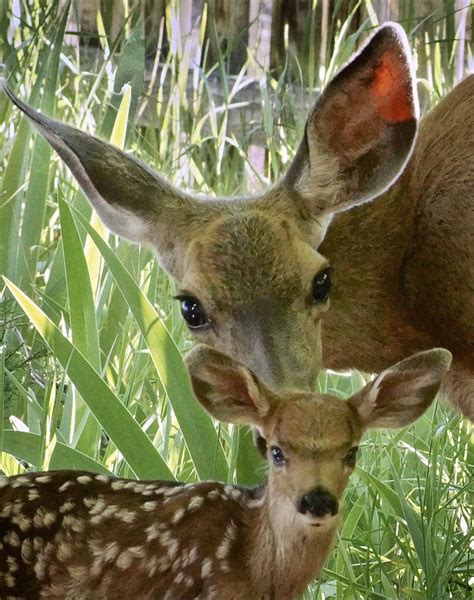 Doe with fawn by LahontanAperture / 500px | Animals, Animals wild, Animals beautiful