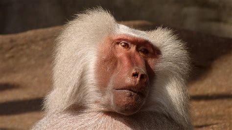 White Coated Baboon · Free Stock Photo