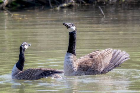 Pleased as Punch - Canada Geese Mating Behavior Photograph by Susan ...