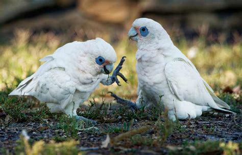 Cockatoo Names - Petnamee