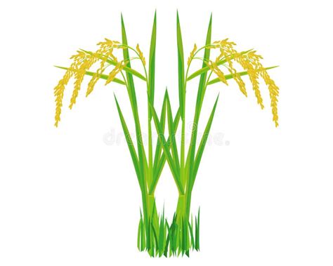 Planta de arroz isolada ilustração do vetor. Ilustração de agricultor - 140186682