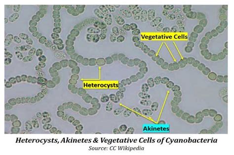 heterocyst-and-akinetes-of-cyanobacteria | EasyBiologyClass