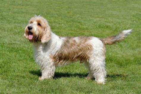 Petit Basset Griffon Vendéen Dog Breed Information and Characteristics