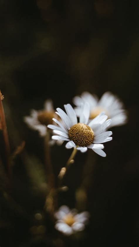 some white flowers with yellow centers in the dark