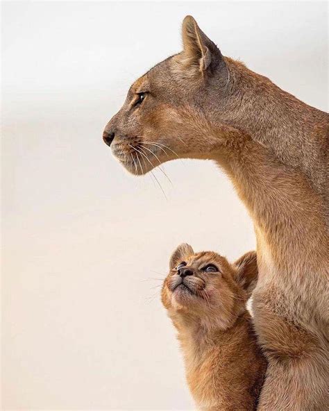 A Puma cub admiring his mother : r/Eyebleach