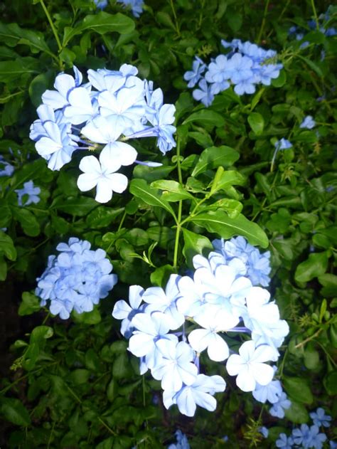 Hardy & Beautiful Plumbago Plants - Dengarden