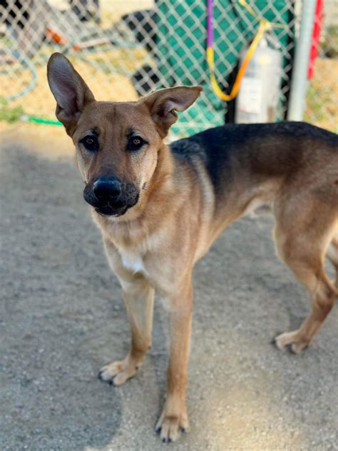 🍁This dog would be... - Friends of the Castaic Shelter