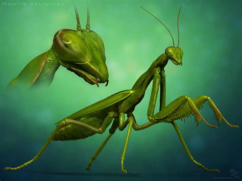 Mantis Religiosa by sash4all on DeviantArt