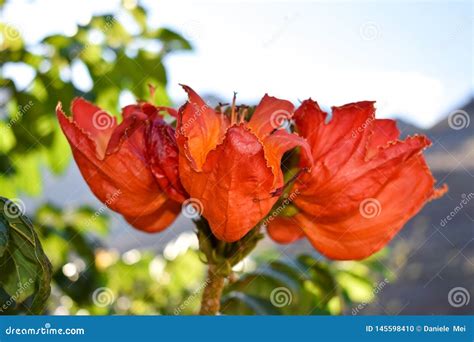 Gabon`s Tulip Flower stock photo. Image of blossom, sunny - 145598410