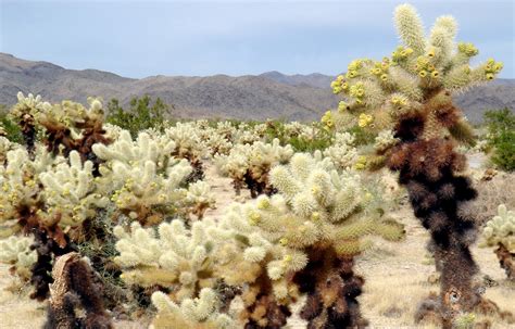 Cholla Cactus garden in Joshua Tree National Park, California image - Free stock photo - Public ...