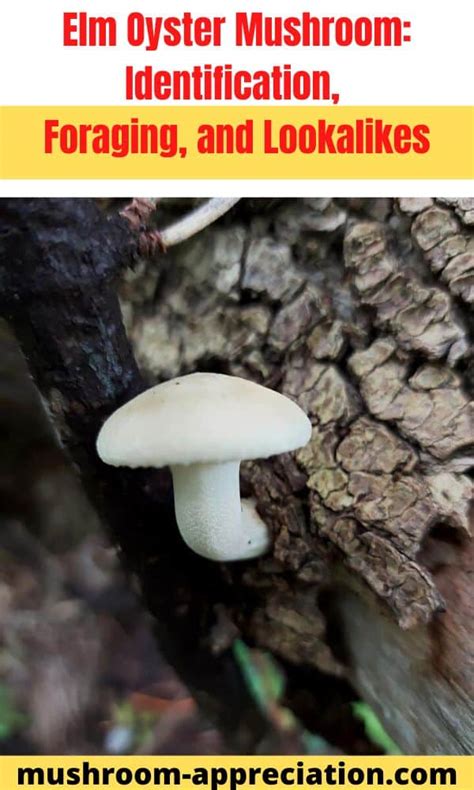 Elm Oyster Mushroom: Identification, Foraging, and Lookalikes - Mushroom Appreciation