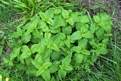 Plantas: Beleza e Diversidade: Plantas aromáticas: Erva-cidreira ...