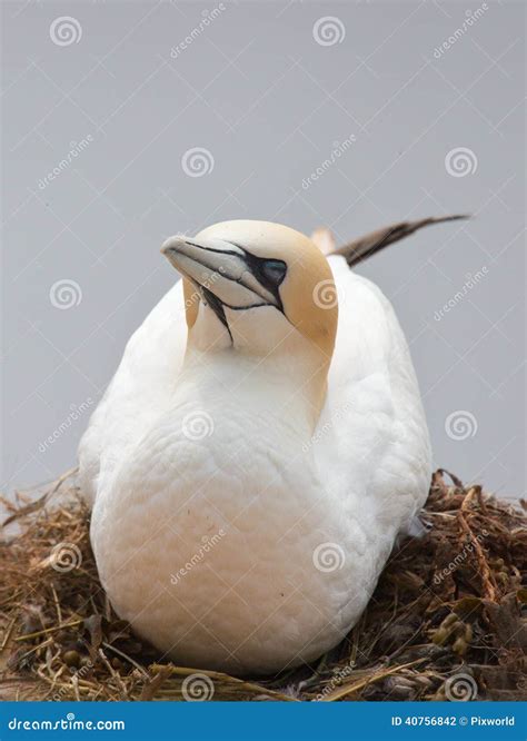 Breeding Northern Gannet stock photo. Image of wings - 40756842