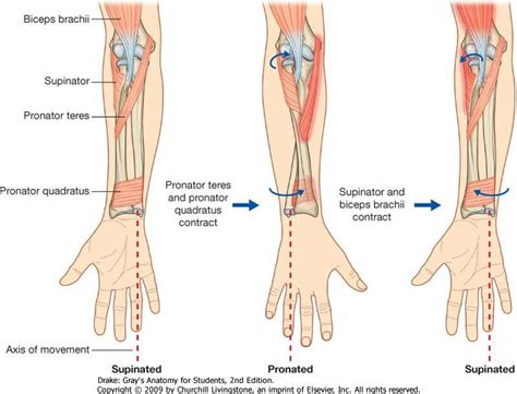 Elbow Complex – Anatomical Considerations | Ligaments and tendons ...