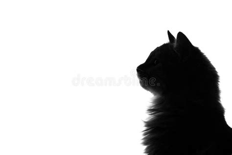 Silhouette of Fluffy Cat on a White Background Stock Image - Image of ...