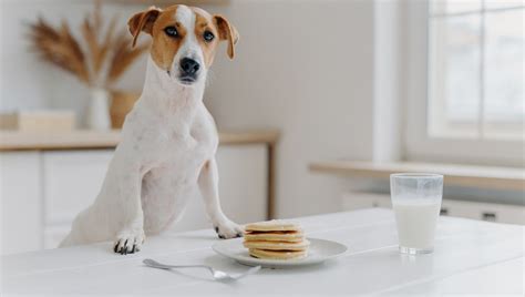 Can Dogs Eat Pancakes? Are Pancakes Safe For Dogs? - DogTime