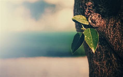 nature, day, water, selective focus, tree trunk, focus on foreground ...