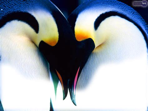 🔥 [40+] Cute Penguin Wallpapers for Desktop | WallpaperSafari