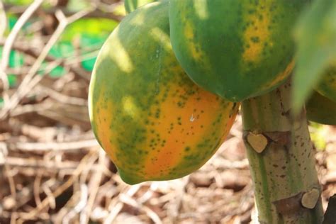 Best Fertilizers for Papaya Trees