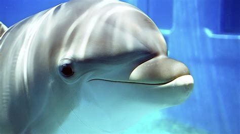 Cute Dolphin Wallpaper - WallpaperSafari