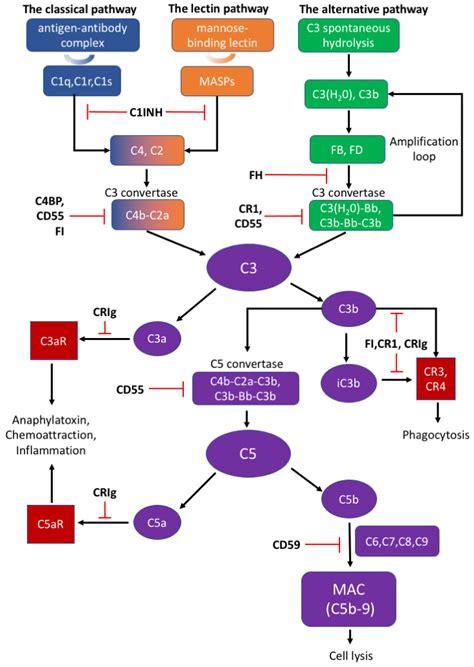 Biomolecules | Free Full-Text | The Complement System in the Central ...