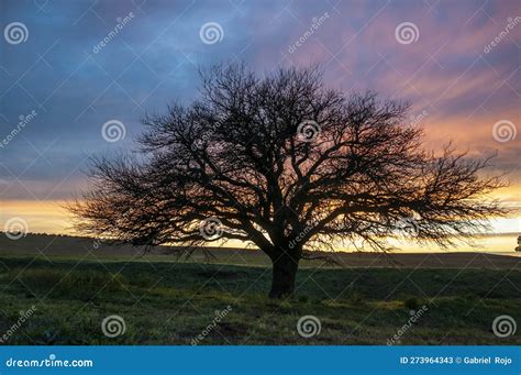 Pampas Grass Landscape, La Pampa Province, Stock Image - Image of ...