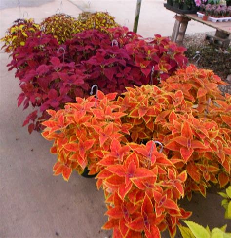 coleus in 2024 | Succulent garden diy, Small gardens, Cool plants